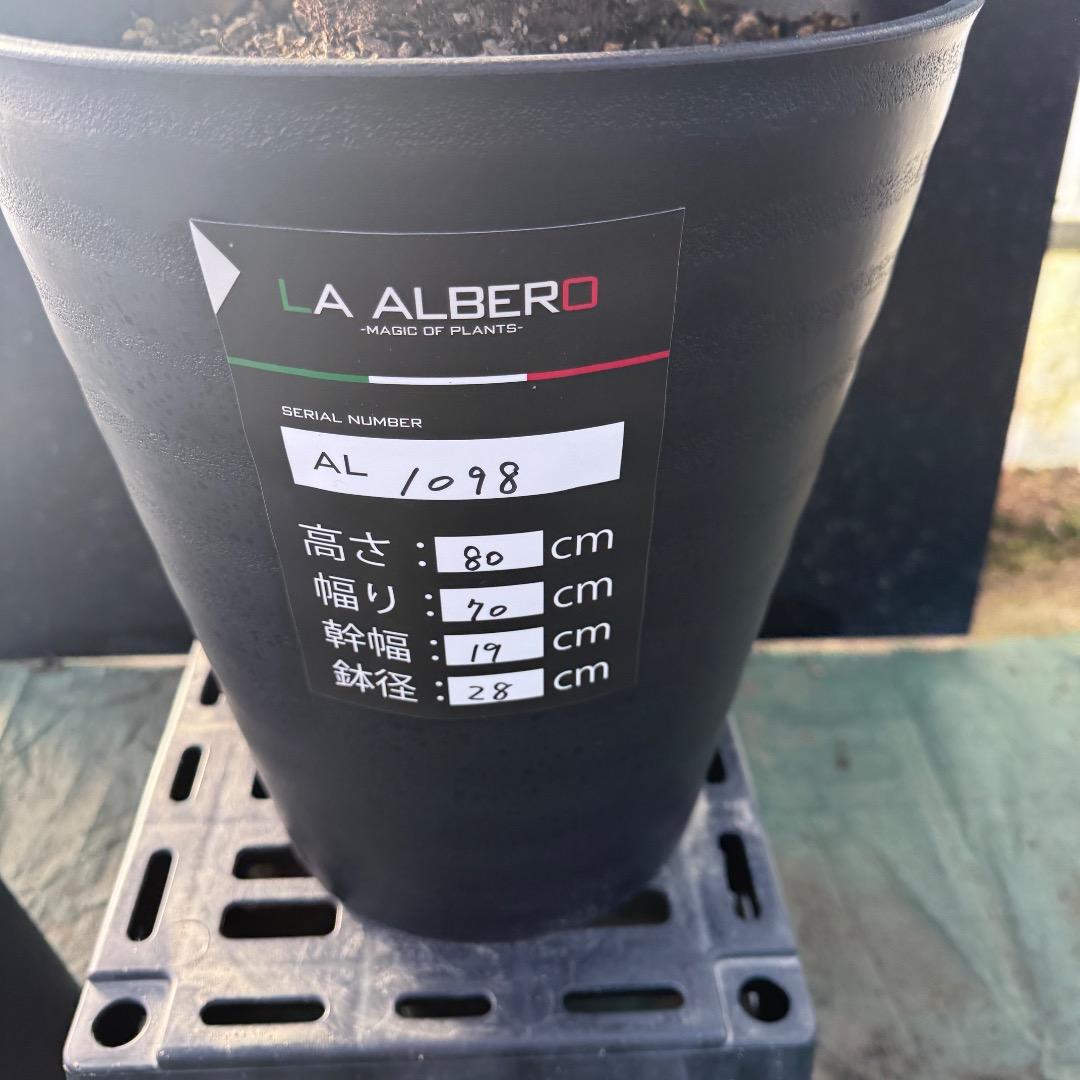 じ*も様 【AL1098】ユッカ　ロストラータ　美形　ホワイト個体