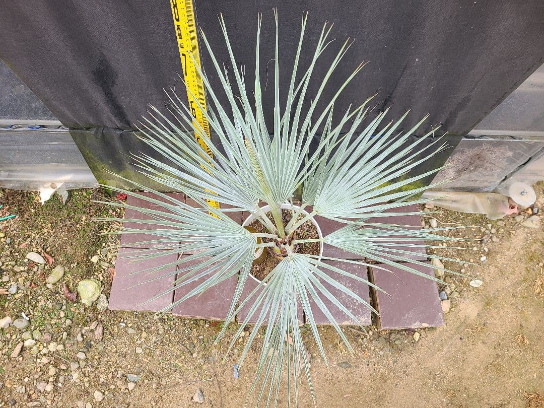 ①希少耐寒性ヤシ ブラヘア アルマータ 7号鉢大株 高さ80cm 5年生