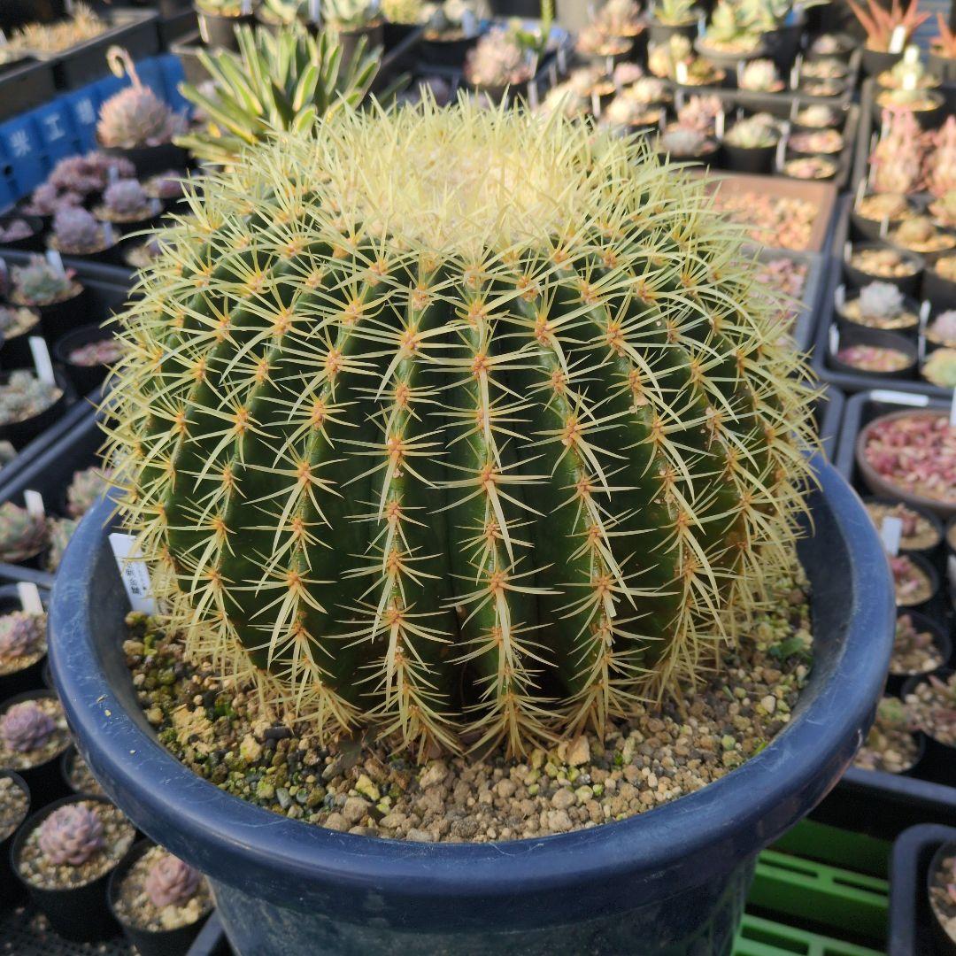 ［引取限定］エキノカクタス　金鯱