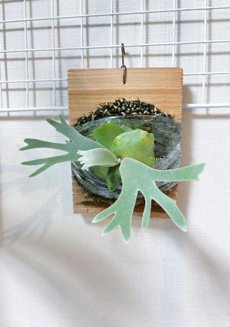 willinckii 金童×Nano ドワーフ　dwarf ビカクシダ