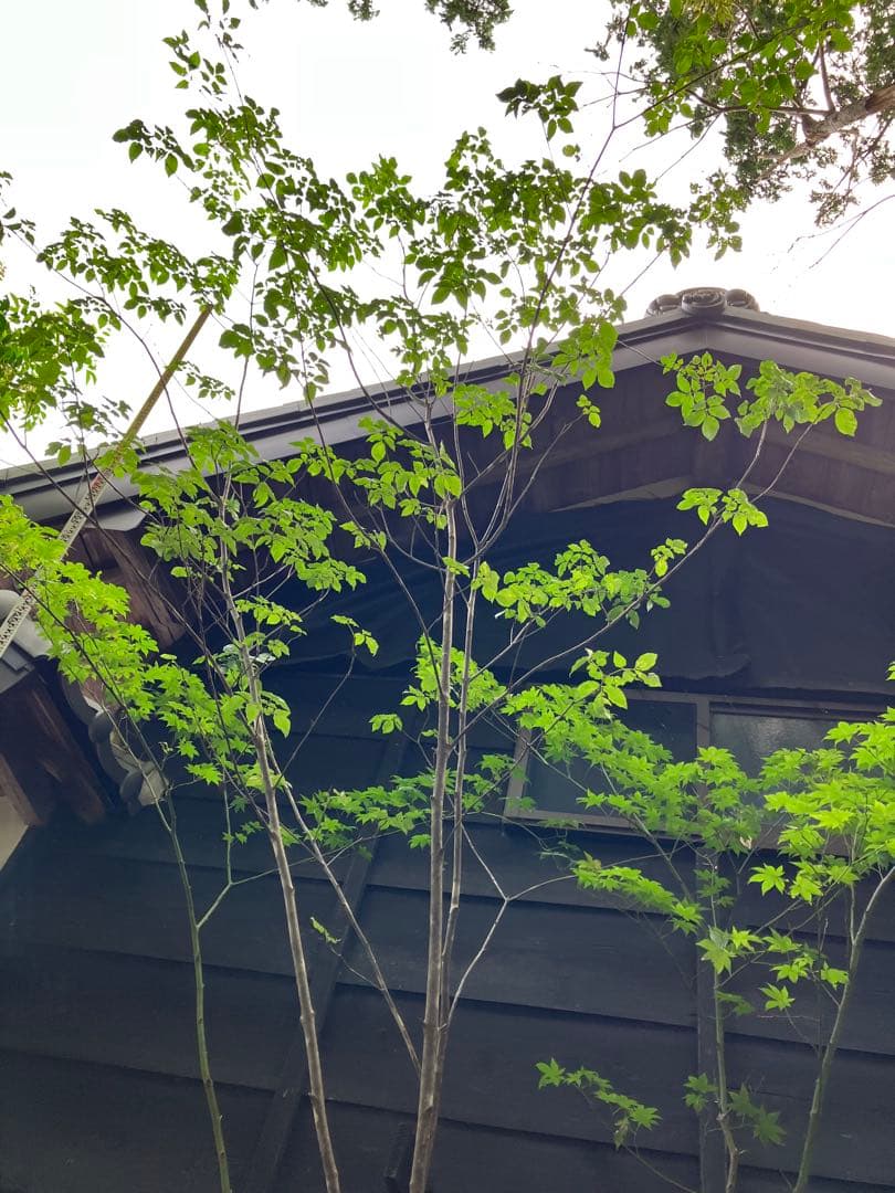 山採り　アオダモ　ヤマモミジ　混合株