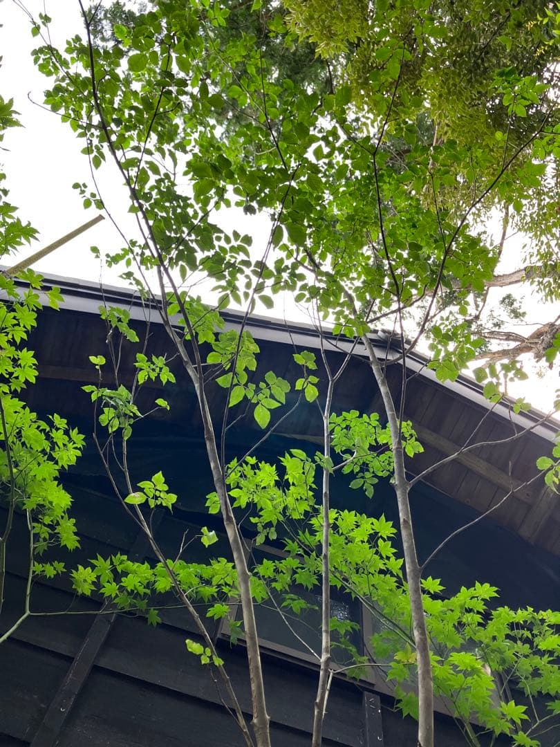 山採り　アオダモ　ヤマモミジ　混合株