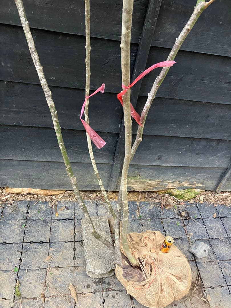 山採り　アオダモ　ヤマモミジ　混合株