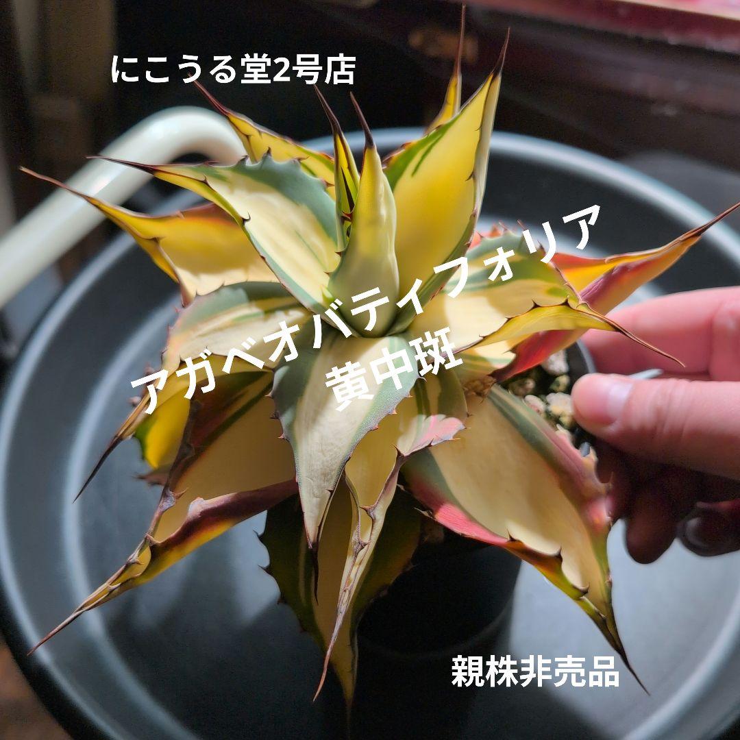 アガベオバティフォリア黄中斑発根済3号鉢サイズ株