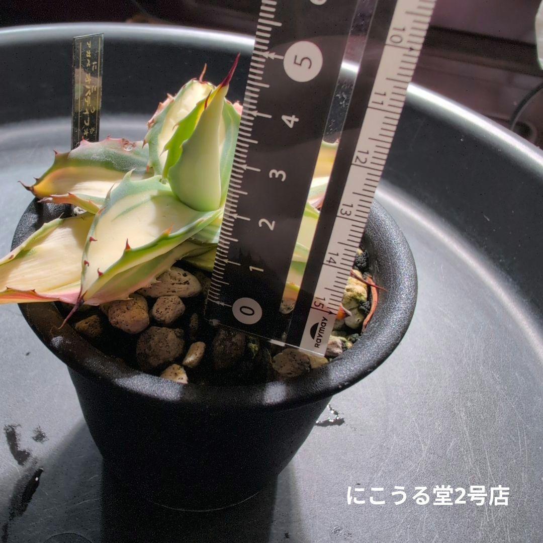 アガベオバティフォリア黄中斑発根済3号鉢サイズ株