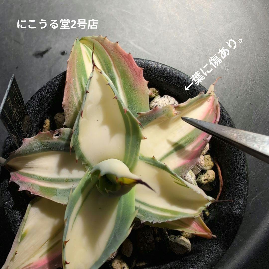 アガベオバティフォリア黄中斑発根済3号鉢サイズ株