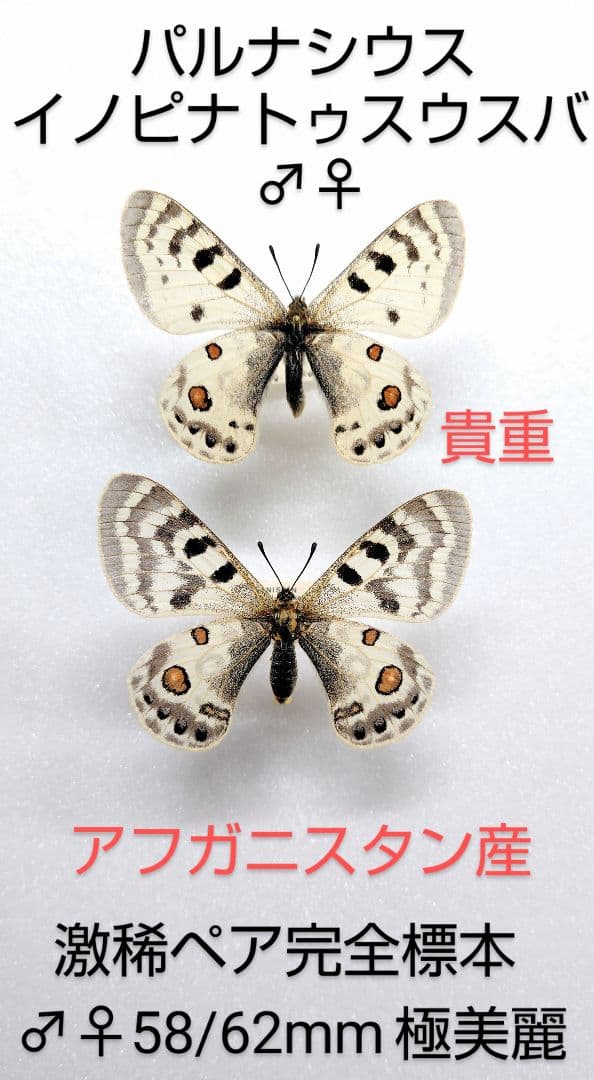 【パルナシウス】イノピナトゥスウスバ♂♀標本★アフガニスタン産★貴重標本