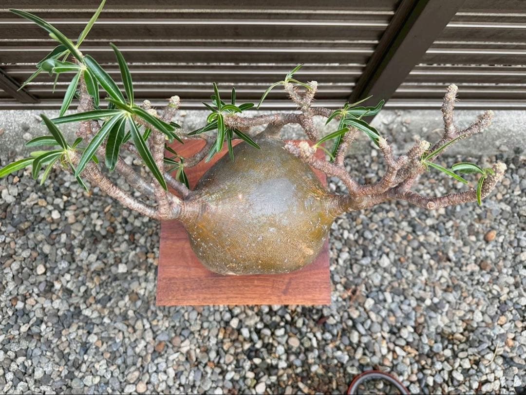 パキポディウム グラキリス 特大20cm コレクション 冬支度特価