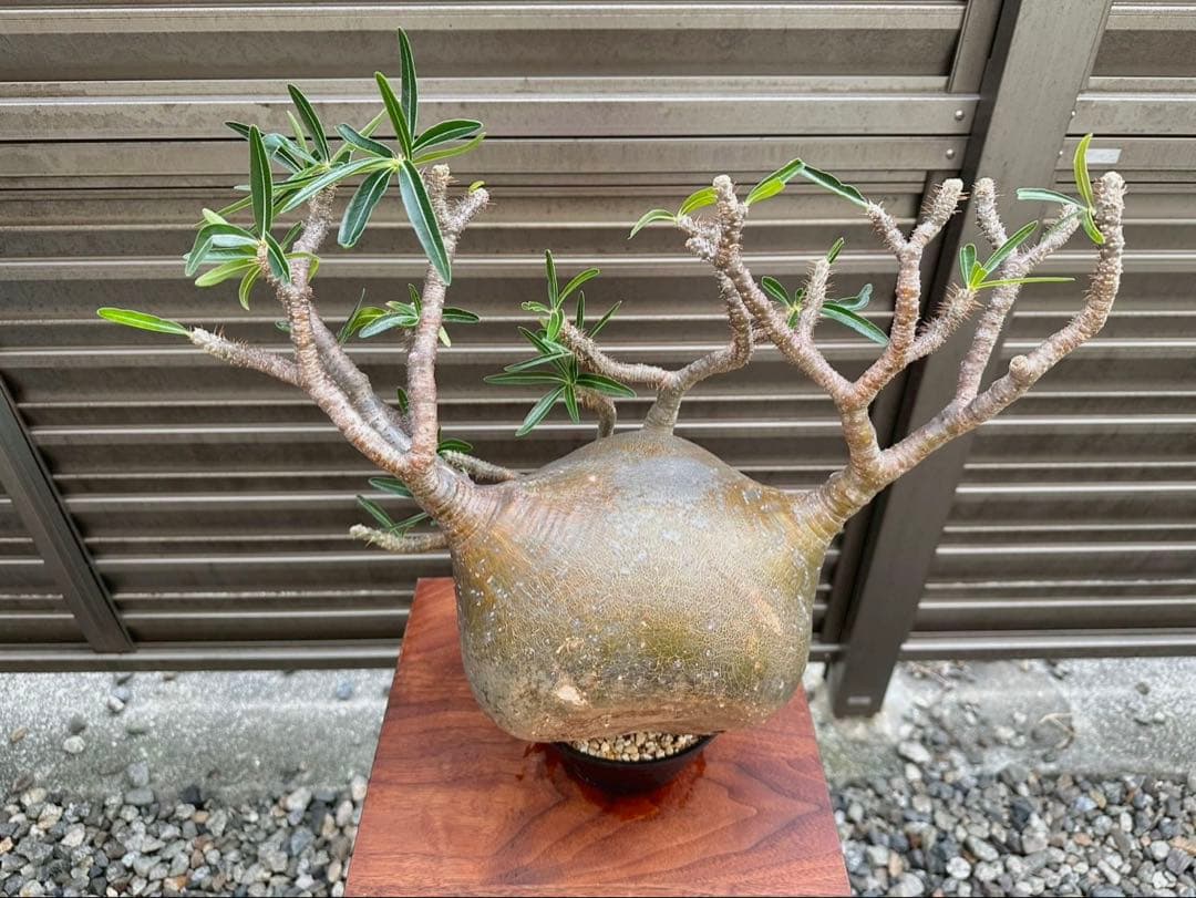 パキポディウム グラキリス 特大20cm コレクション 冬支度特価