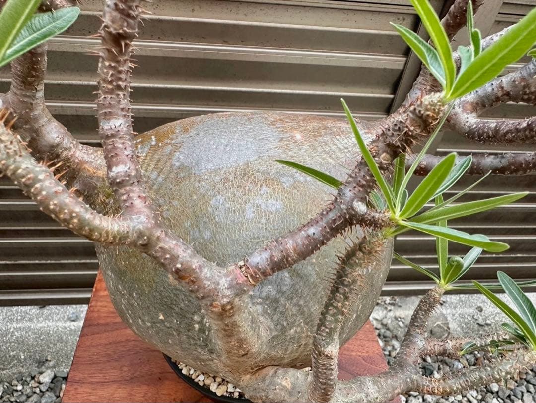 パキポディウム グラキリス 特大20cm コレクション 冬支度特価