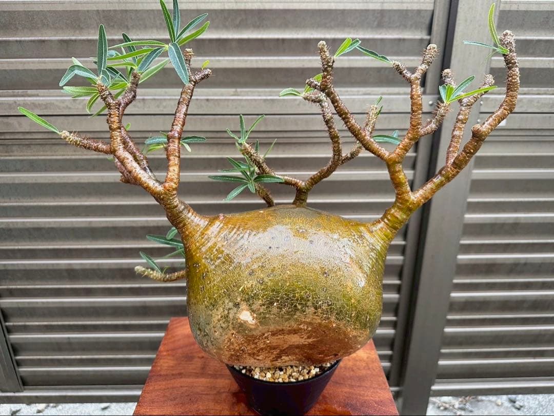 パキポディウム グラキリス 特大20cm コレクション 冬支度特価