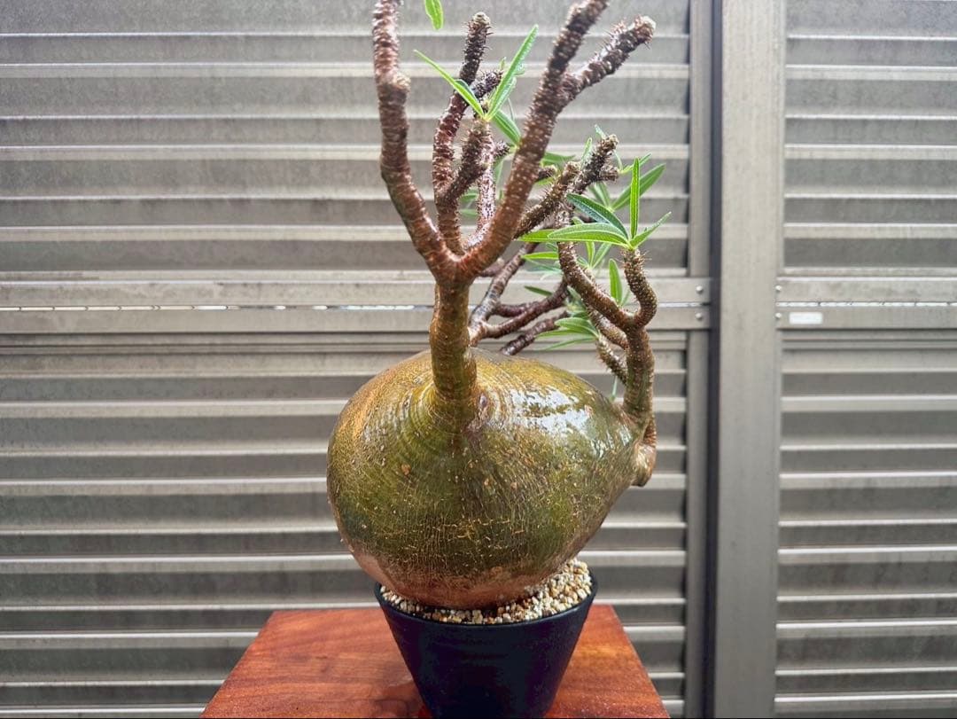 パキポディウム グラキリス 特大20cm コレクション 冬支度特価