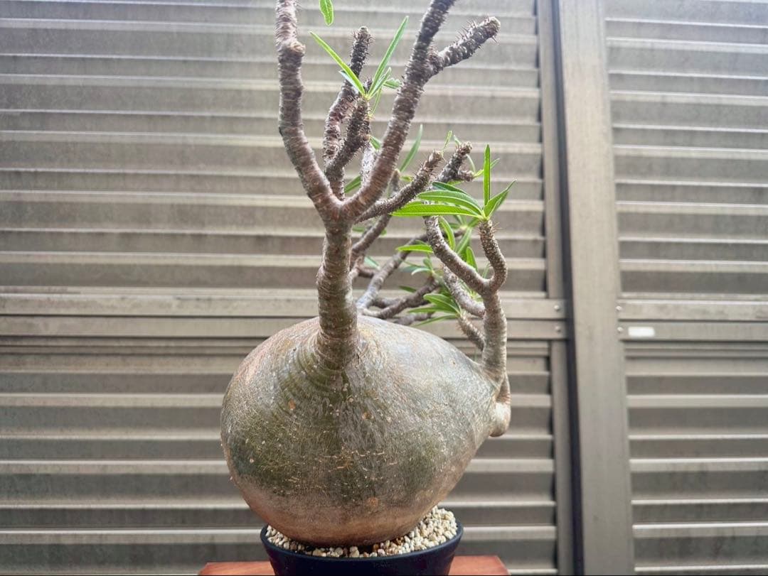 パキポディウム グラキリス 特大20cm コレクション 冬支度特価