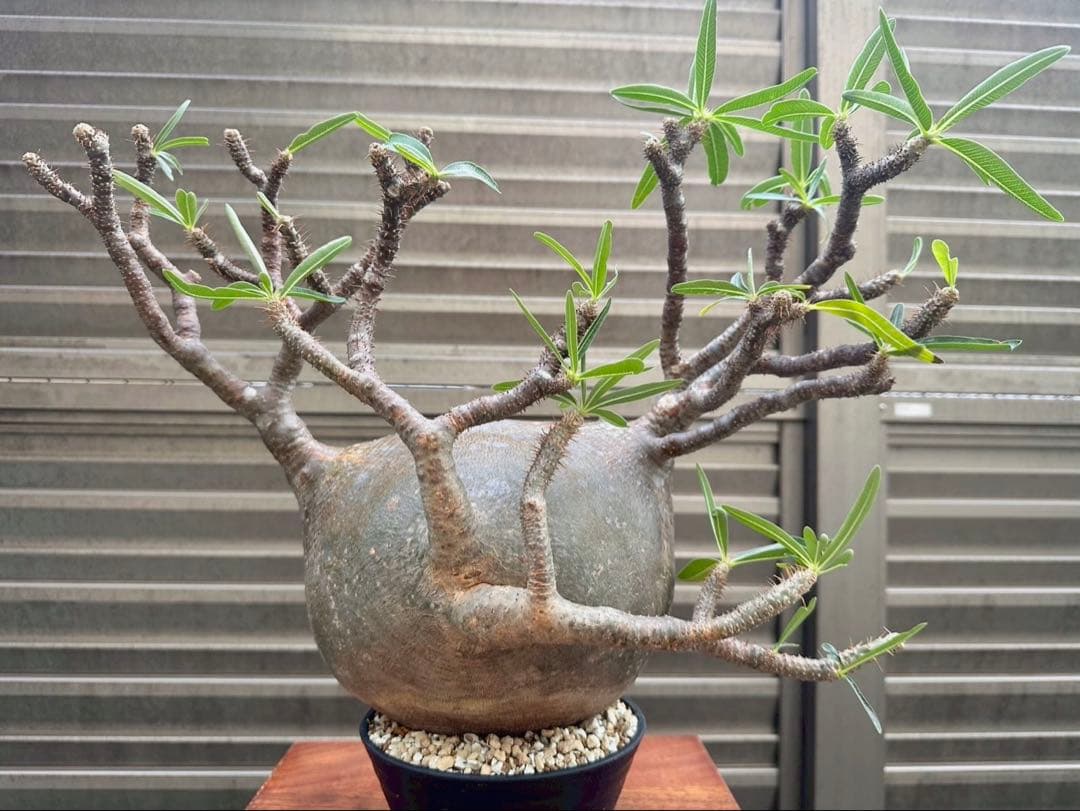 パキポディウム グラキリス 特大20cm コレクション 冬支度特価