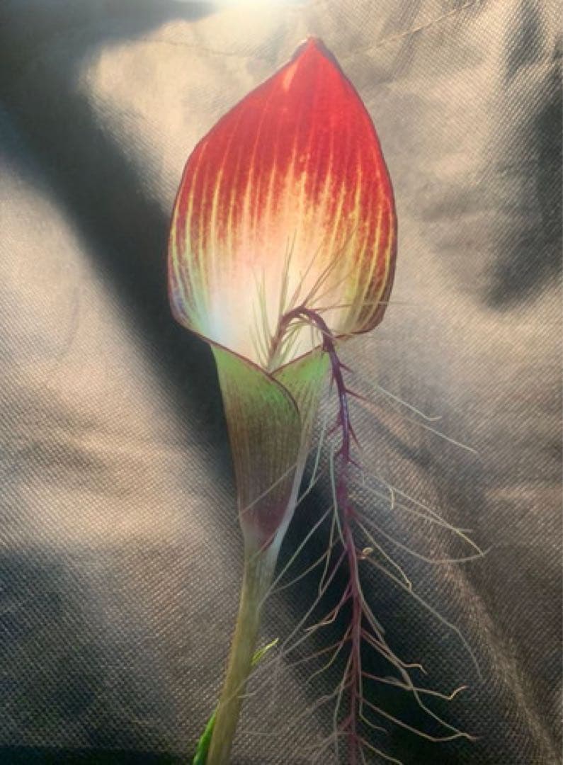 [B品] Arisaema lihengianum Baise