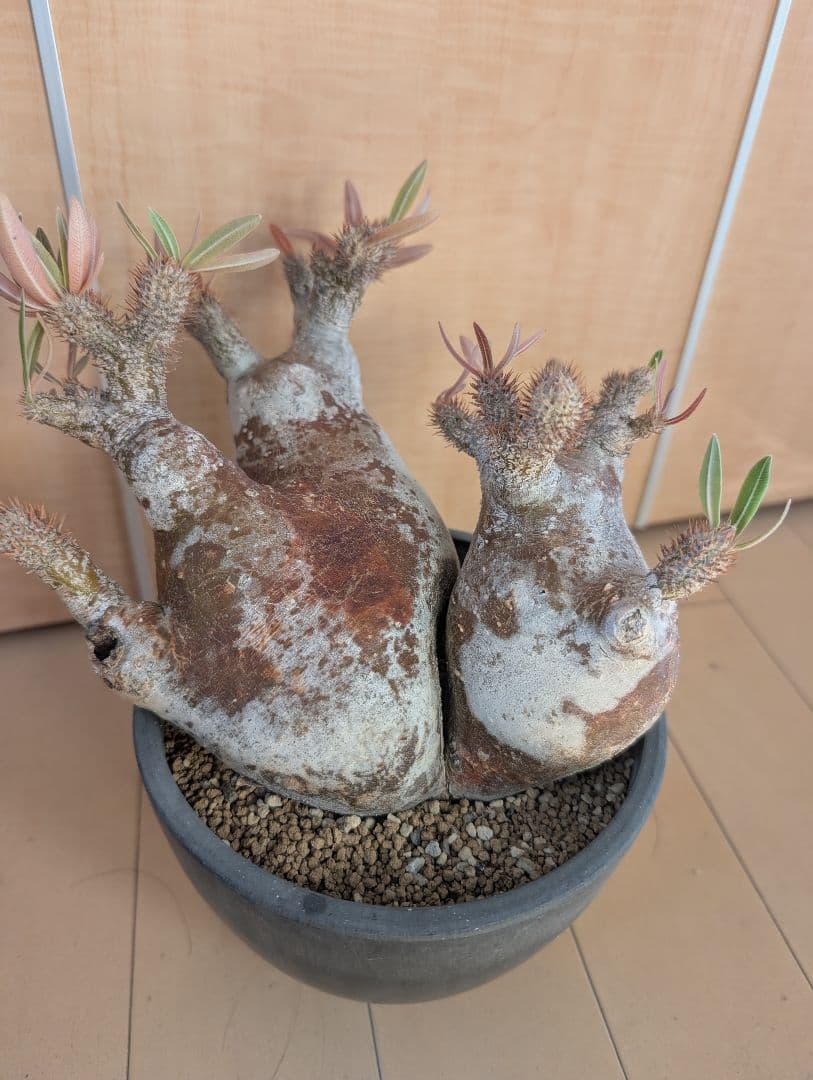 パキポディウム　イノビナツム2頭レア