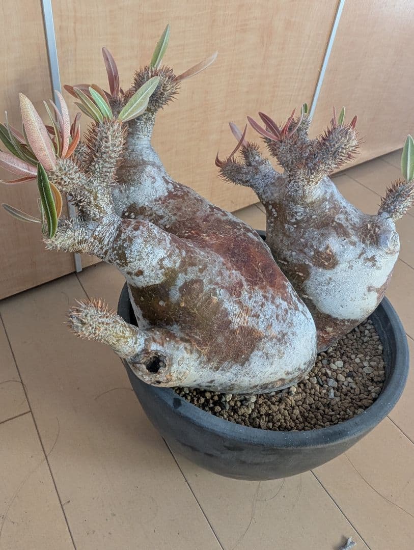 パキポディウム　イノビナツム2頭レア