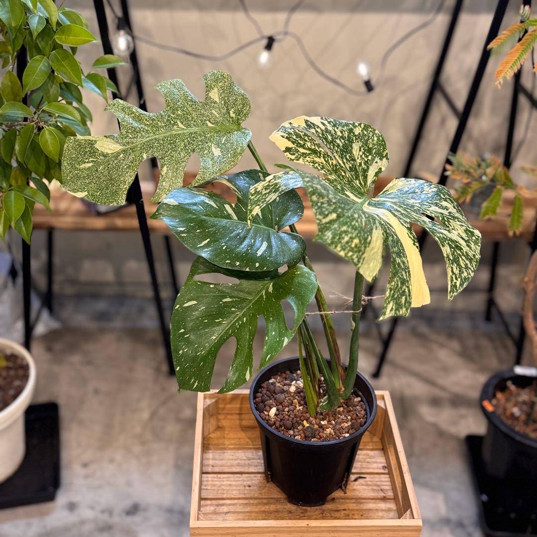 R*9様 5 モンステラ　タイコン　‘スターライト’ 厳選安定株