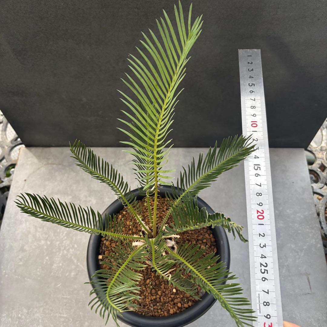 ②サイカス・カイルンシアナ Cycas cairnsiana 美形