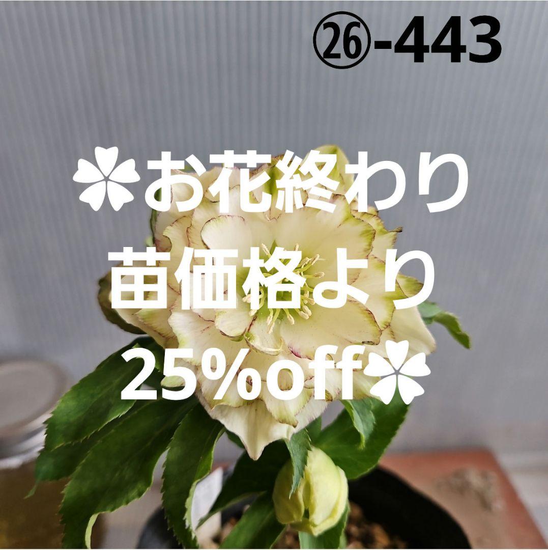 ㉖-443クリスマスローズ