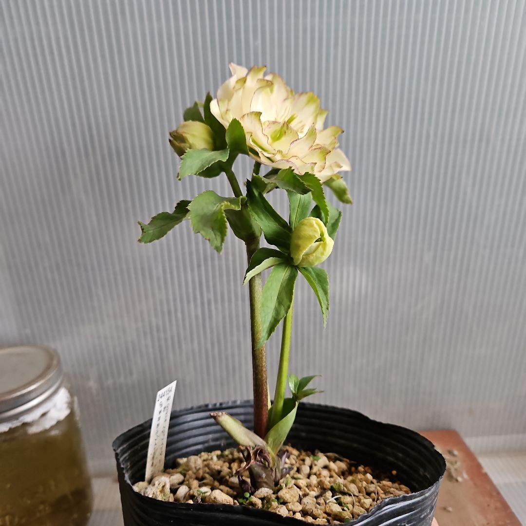 ㉖-443クリスマスローズ