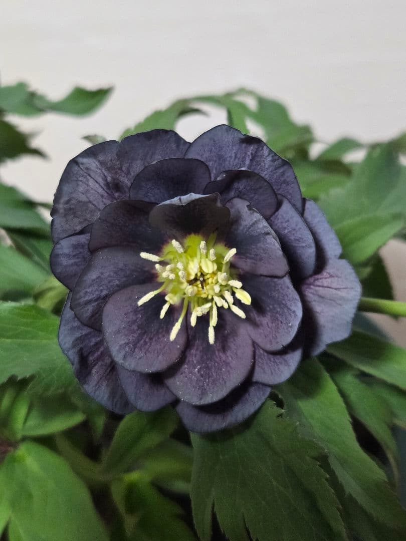 ☆クリスマスローズ☆スモーキーレッド☆6号鉢☆