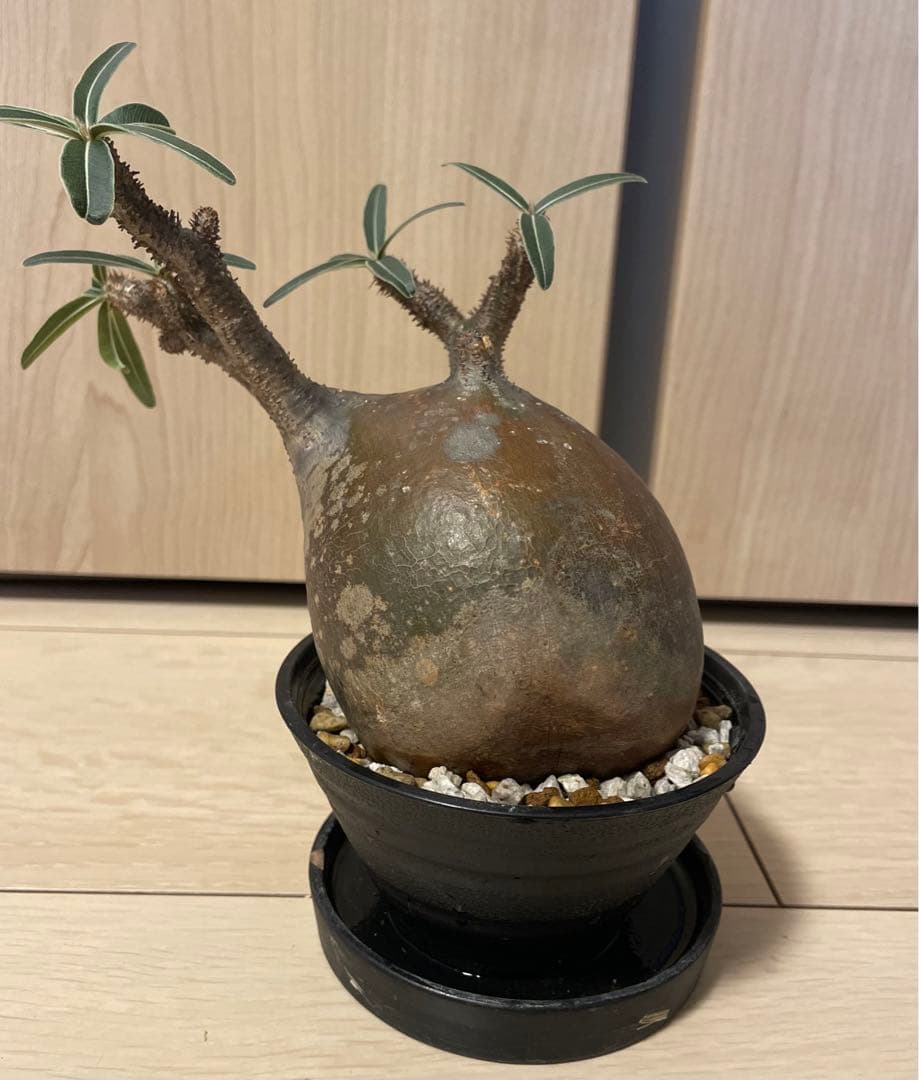 塊根植物 パキポディウム　グラキリス　緑肌　現地球　現地株　発根済み　緑肌