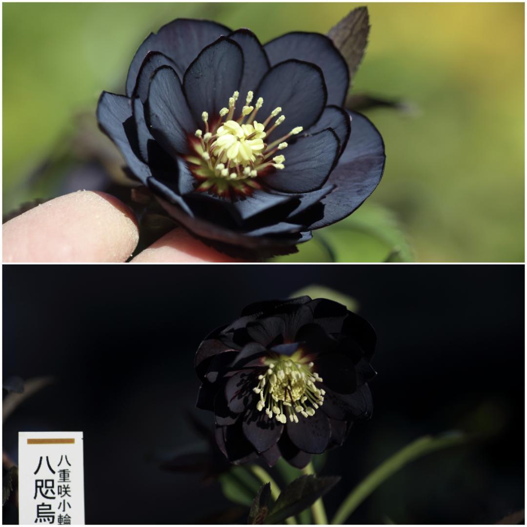 バカ息子と親バカ クリスマスローズ 開花実績株 小苗 セット