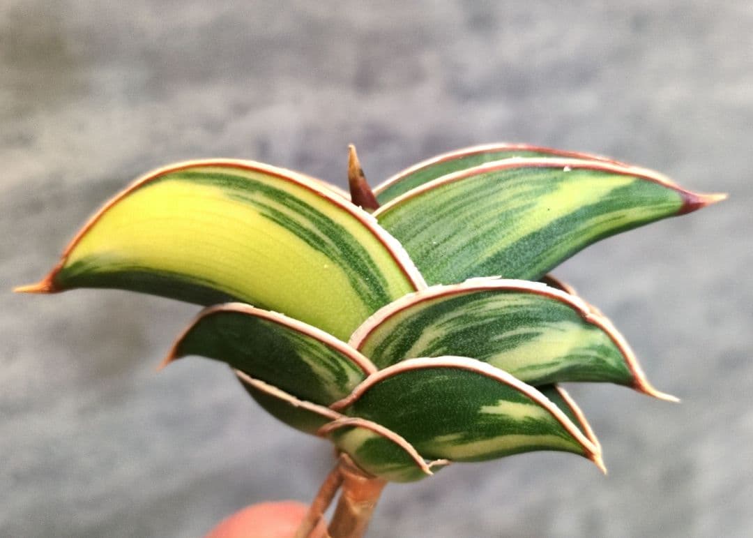 ④ SSS級 サンスベリア　ロリダ斑入り　ロリダ　サンセベリア　ユーフォルビア