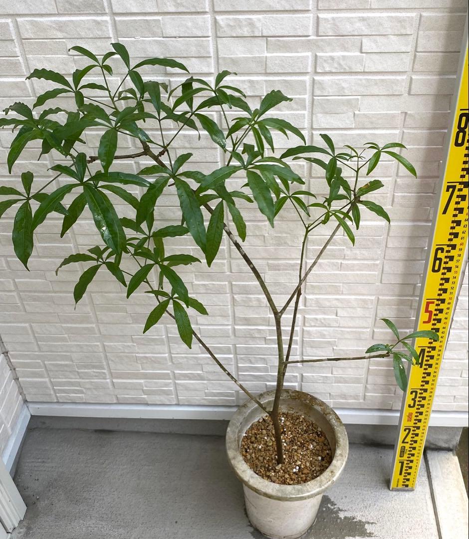 【超希少】 バオバブ アダンソニア グランディディエリ 7号 コレクション苗