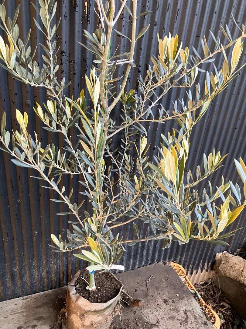 オリーブの木　バロウニ