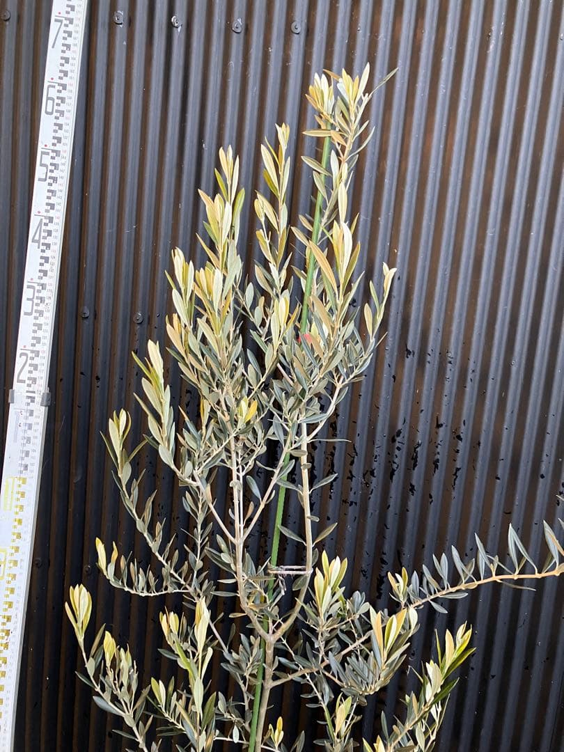 オリーブの木　バロウニ