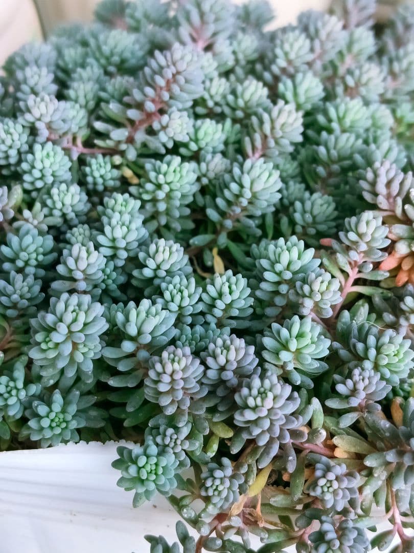 多肉植物　セダム　ヒスパニカムプルプレア　20カット