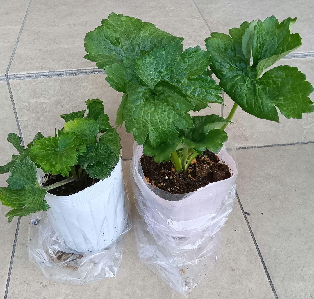 Sakku　ラナンキュラス　2苗セット