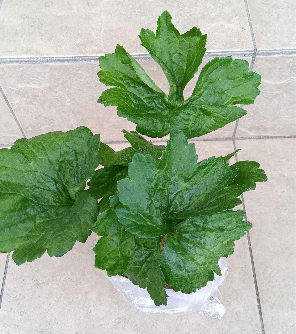 Sakku　ラナンキュラス　2苗セット