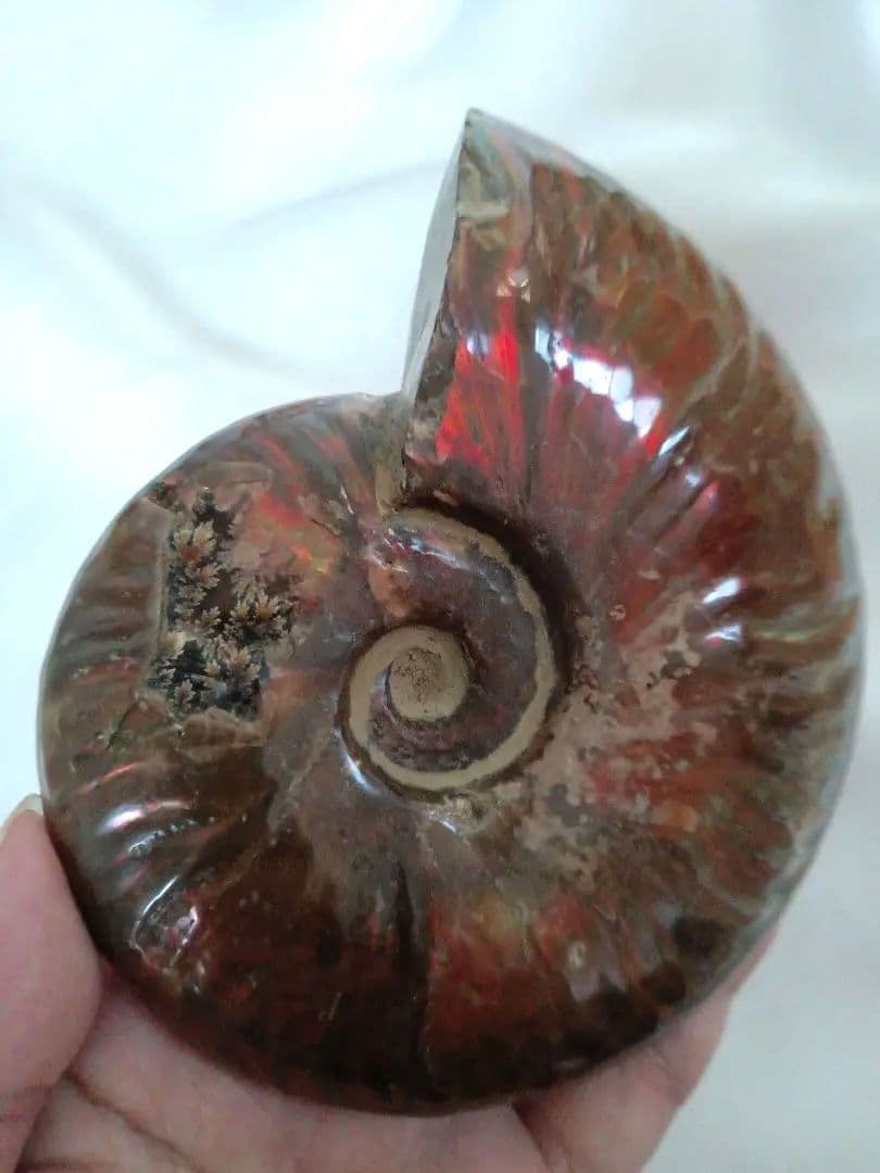 マダガスカル産 アンモナイト 化石 台座とオマケ付き