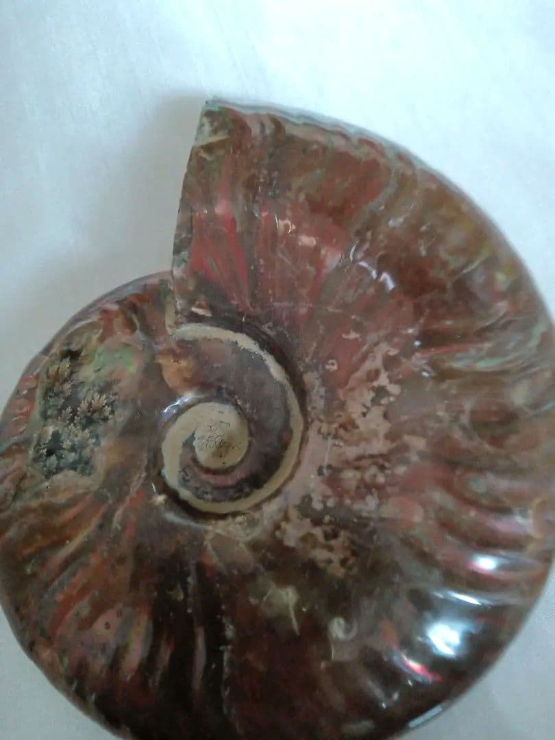 マダガスカル産 アンモナイト 化石 台座とオマケ付き