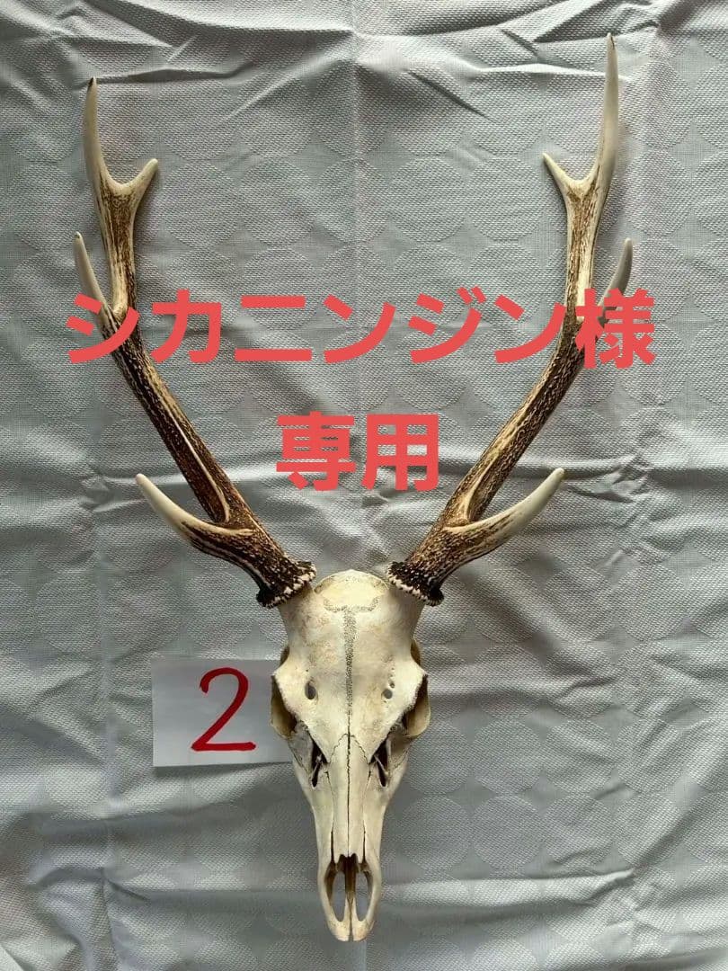 ②[1点もの] ハンティングトロフィー　鹿の角　頭蓋骨　日本鹿　スカル