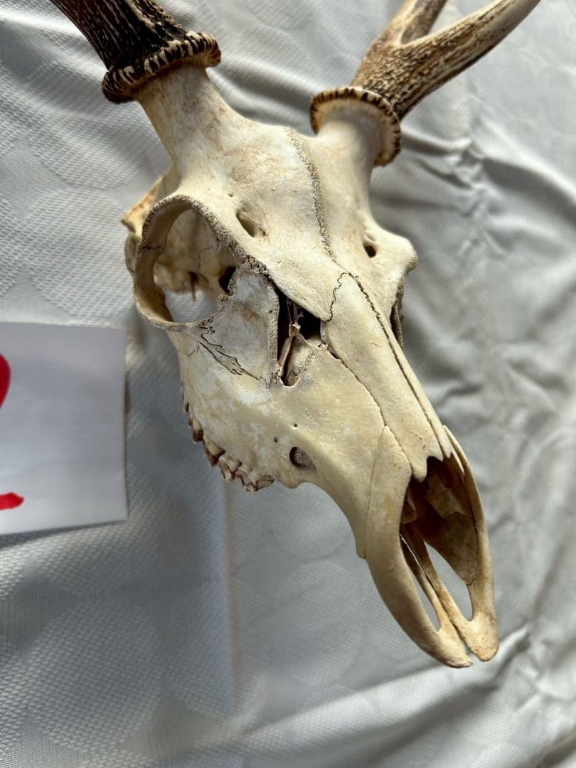 ②[1点もの] ハンティングトロフィー　鹿の角　頭蓋骨　日本鹿　スカル