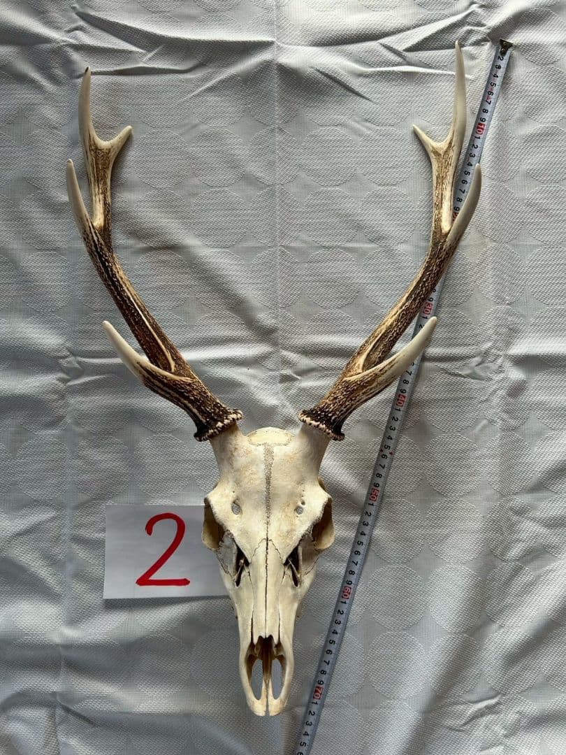 ②[1点もの] ハンティングトロフィー　鹿の角　頭蓋骨　日本鹿　スカル