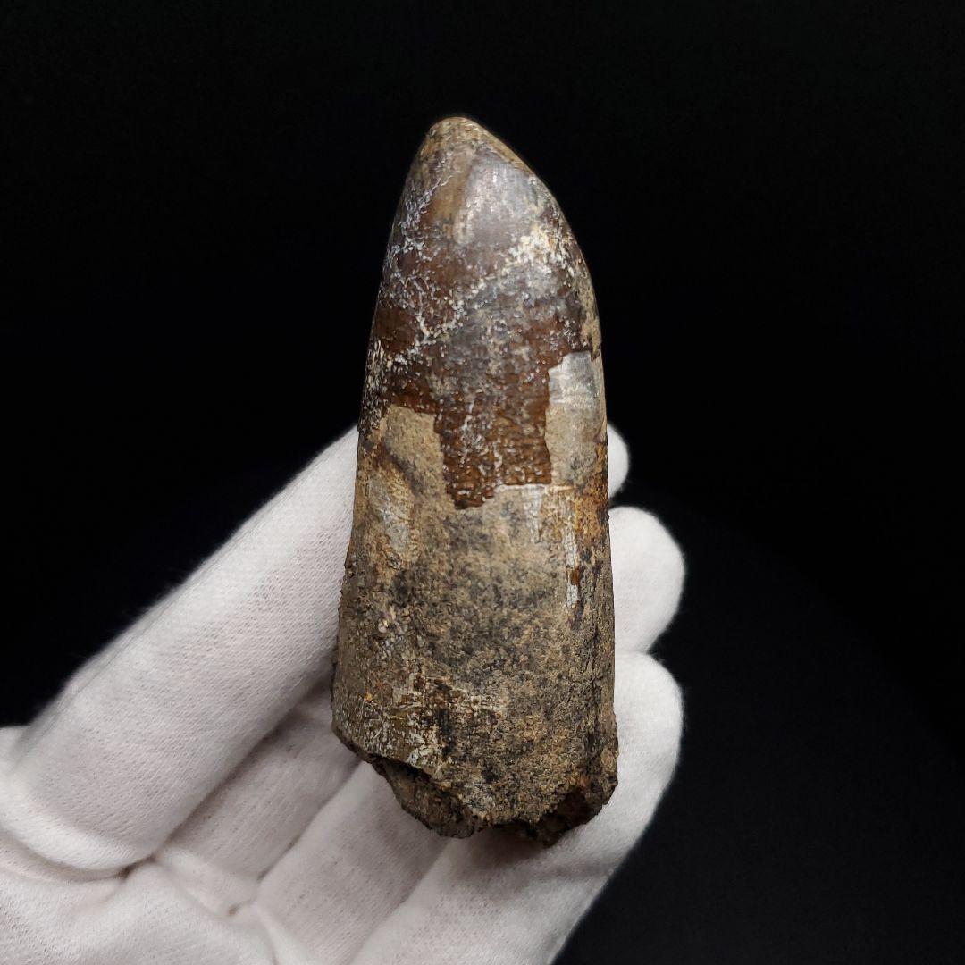 巨大ワニ サルコスクス 歯 化石 ニジェール産 75.87mm  fr138