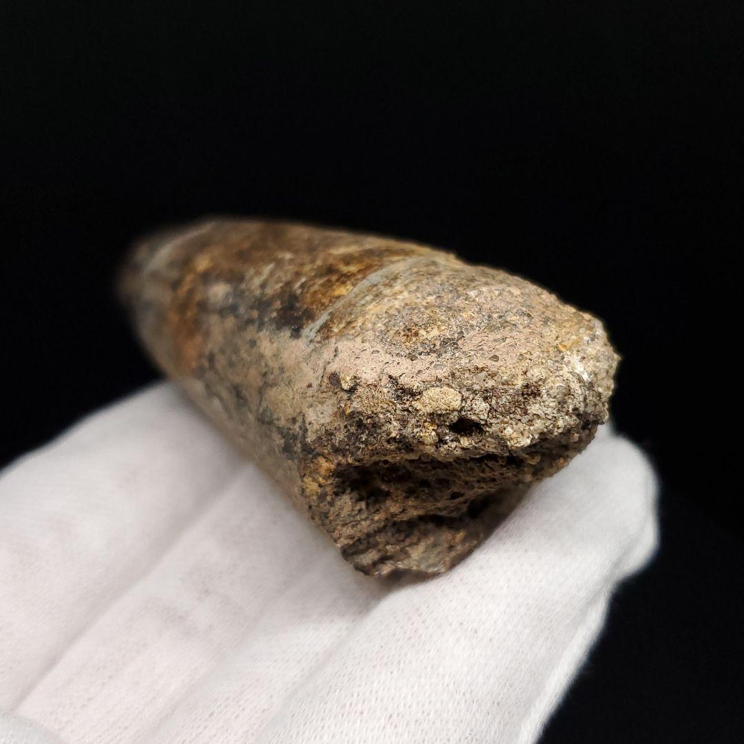 巨大ワニ サルコスクス 歯 化石 ニジェール産 75.87mm  fr138