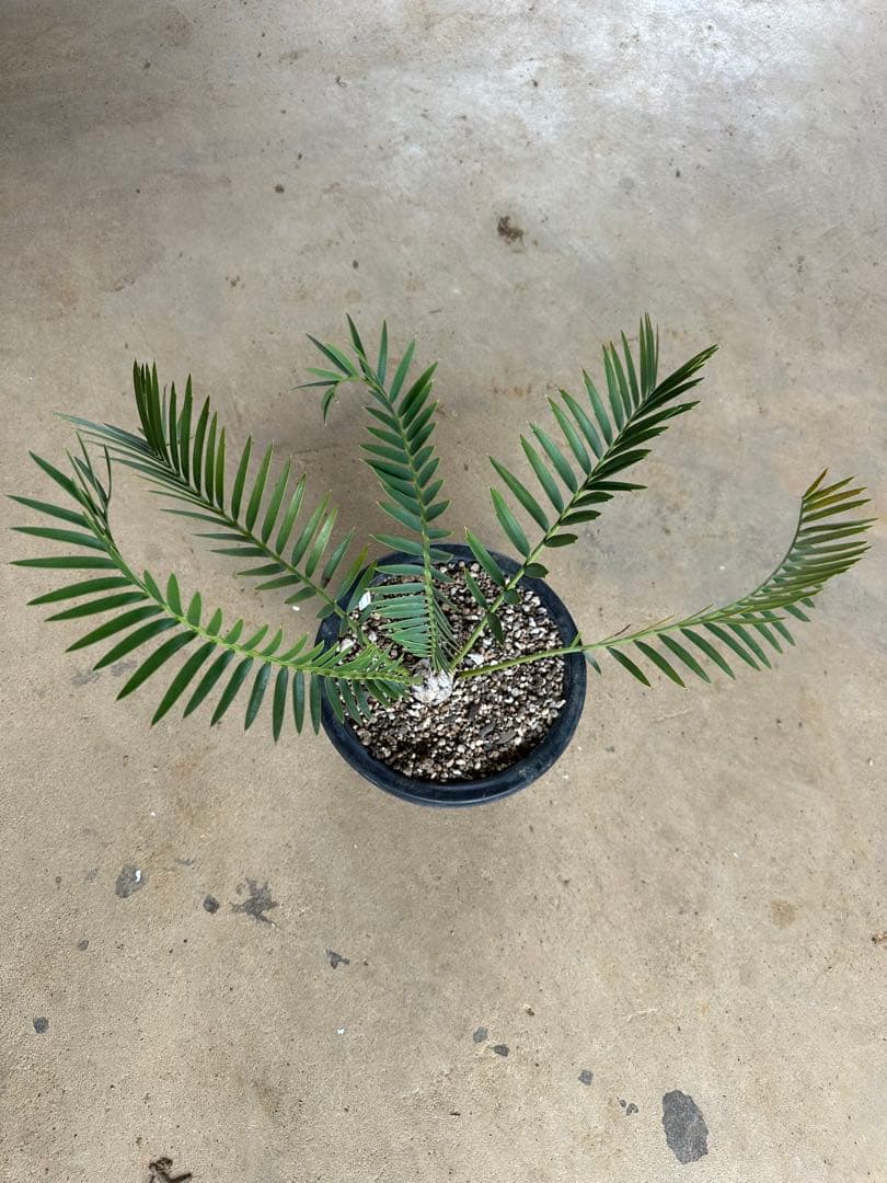 Asahi　トリスピノーサス　エンセファラルトス