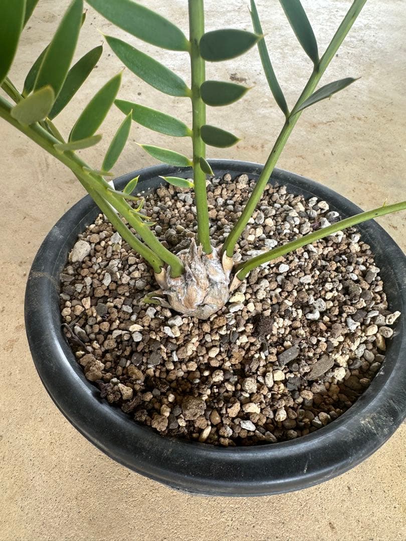 Asahi　トリスピノーサス　エンセファラルトス