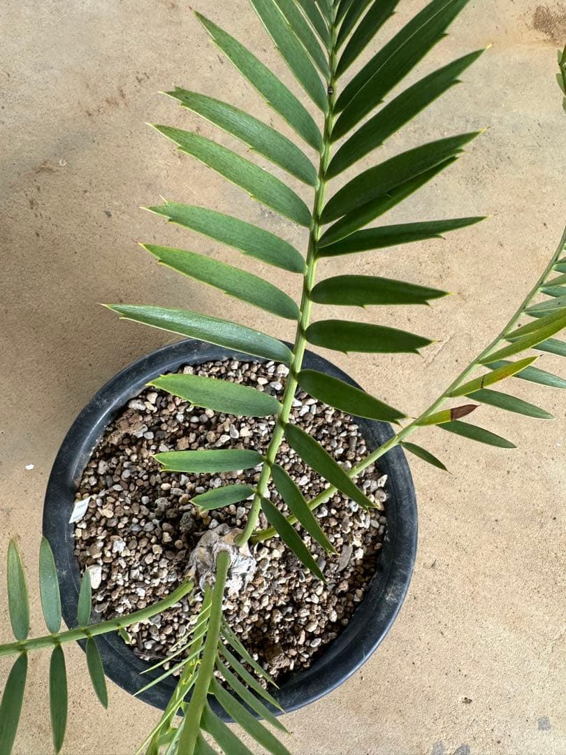 Asahi　トリスピノーサス　エンセファラルトス