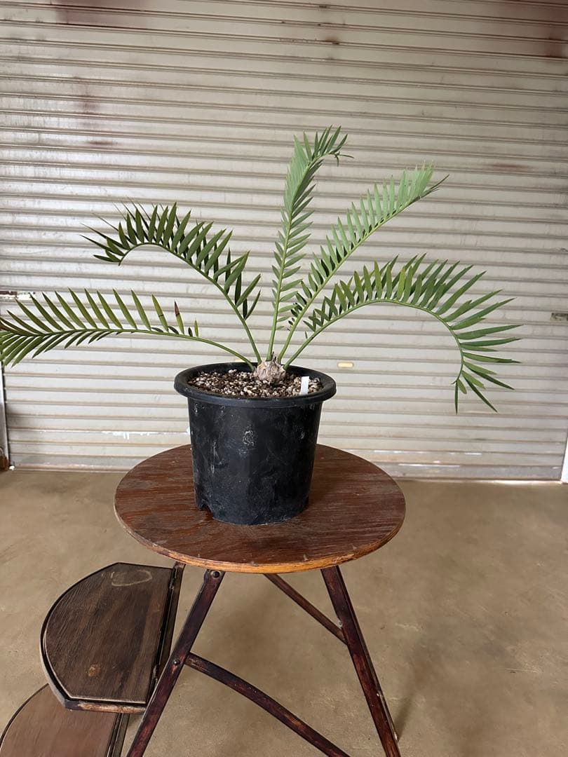 Asahi　トリスピノーサス　エンセファラルトス