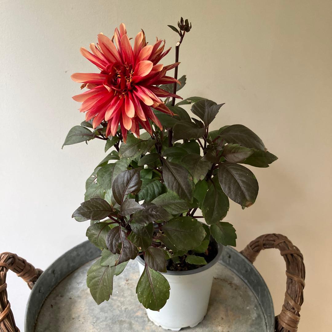 ダリア　チョコレート　アプリコット　① 軟質鉢※ラベルは違う色のがついています。