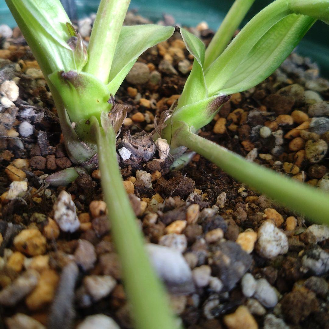 クリスマスローズ　ブラックdd　ウィンターシンフォニー　もうすぐ開花　蕾付