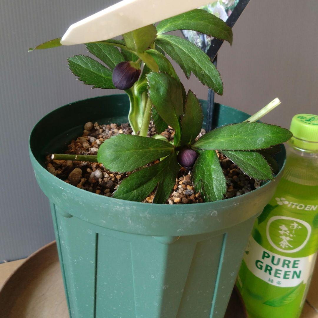 クリスマスローズ　ブラックdd　ウィンターシンフォニー　もうすぐ開花　蕾付