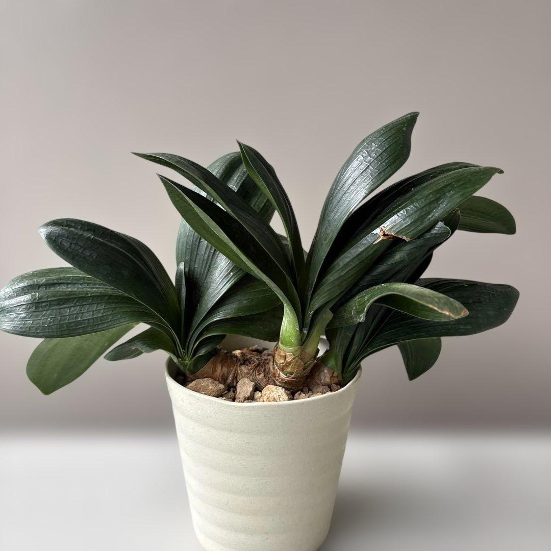 特価　君子蘭　横蘭　３株